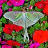 Lunar Moth And Flowers Diamond Painting