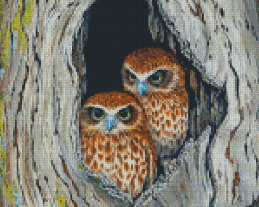 Ninoxe Boobook Birds Couple Diamond Painting