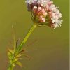 Valerian Plant Diamond Painting