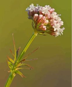 Valerian Plant Diamond Painting