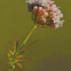 Valerian Plant Diamond Painting