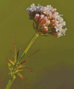 Valerian Plant Diamond Painting