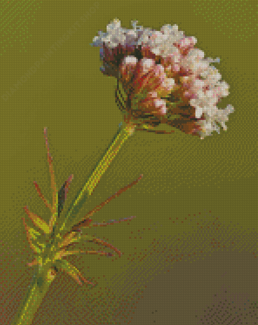 Valerian Plant Diamond Painting