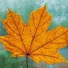 Yellow Maple In The Rain Diamond Painting