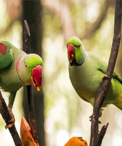 Alexandrine Parakeet Birds Diamond Painting