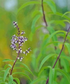 Aloysia Flowers Diamond Painting