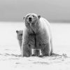 Black And White Mom And Baby Bear Wildlife Diamond Painting