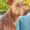 Blue Lacy Dog Diamond Painting