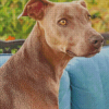 Blue Lacy Dog Diamond Painting