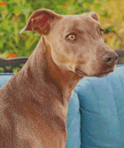 Blue Lacy Dog Diamond Painting