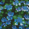 Bluebird Hydrangea Flowers Diamond Painting