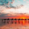 Camels At Broome Beach With Sunset View Diamond Painting