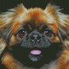 Close Up Pekingese Dog Diamond Painting