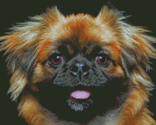 Close Up Pekingese Dog Diamond Painting