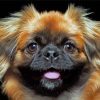 Close Up Pekingese Dog Diamond Painting