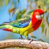 Colorful Eastern Rosella Diamond Painting