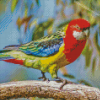 Colorful Eastern Rosella Diamond Painting