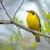 Kentucky Warbler Bird Diamond Painting