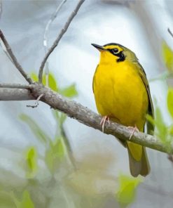 Kentucky Warbler Bird Diamond Painting