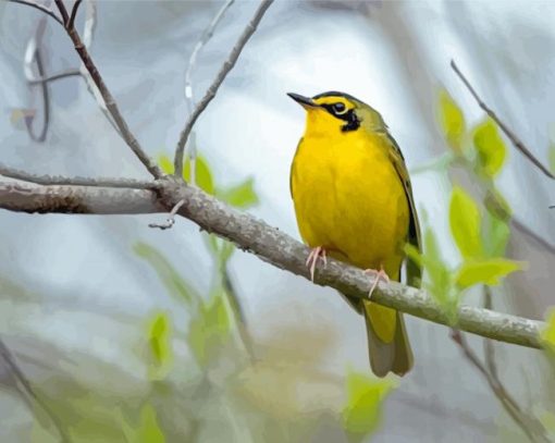 Kentucky Warbler Bird Diamond Painting