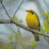 Kentucky Warbler Bird Diamond Painting