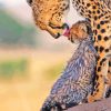 Leopard With Her Baby Diamond Painting