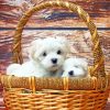 Maltese Puppies Diamond Painting