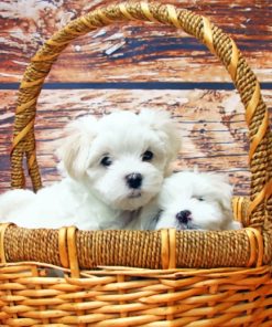 Maltese Puppies Diamond Painting