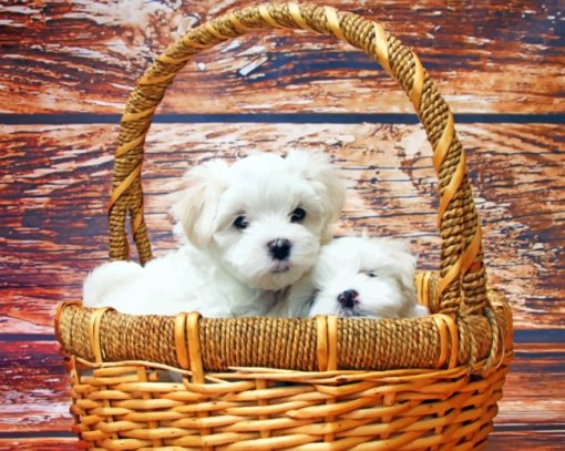 Maltese Puppies Diamond Painting