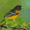 Old World Orioles Diamond Painting