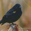 The Yellow Winged Blackbird Diamond Paintings