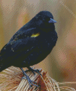 The Yellow Winged Blackbird Diamond Paintings