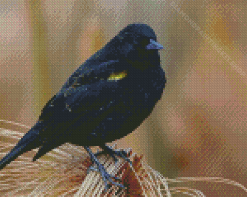 The Yellow Winged Blackbird Diamond Paintings