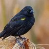 The Yellow Winged Blackbird Diamond Painting