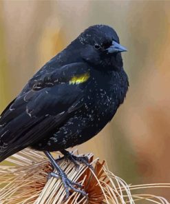 The Yellow Winged Blackbird Diamond Painting