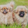 Two Young Pekingese Puppies Diamond Painting