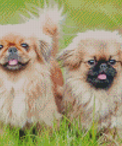 Two Young Pekingese Puppies Diamond Painting