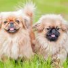 Two Young Pekingese Puppies Diamond Painting