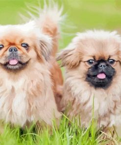 Two Young Pekingese Puppies Diamond Painting