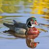 Wood Duck Water Reflection Diamond Painting