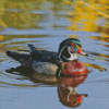 Wood Duck Water Reflection Diamond Painting