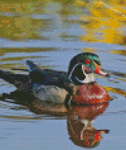 Wood Duck Water Reflection Diamond Painting