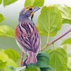 Aesthetic Dickcissel Bird Diamond Painting