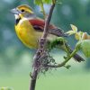 Aesthetic Dickcissel Diamond Painting