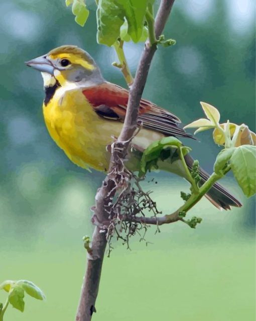 Aesthetic Dickcissel Diamond Painting