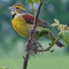 Aesthetic Dickcissel Diamond Painting