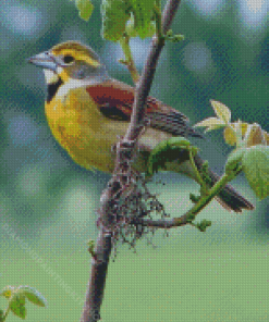 Aesthetic Dickcissel Diamond Painting