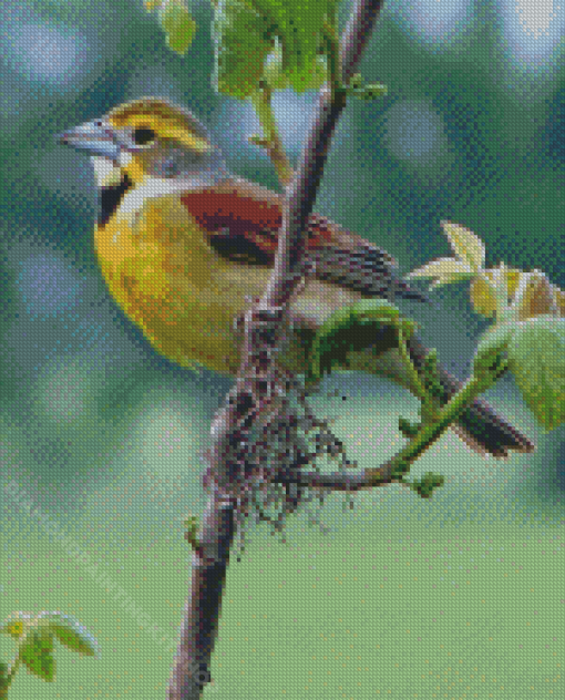 Aesthetic Dickcissel Diamond Painting