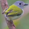 Tyrant Flycatchers Diamond Painting