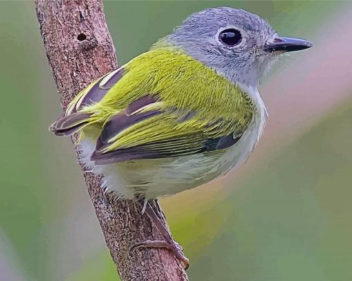 Tyrant Flycatchers Diamond Painting